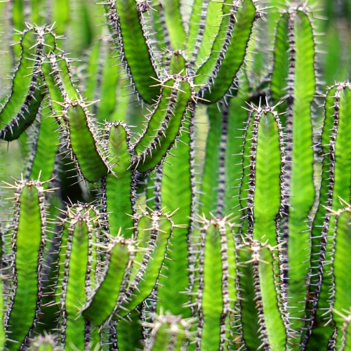 Summer Undergraduate Research Program 4
