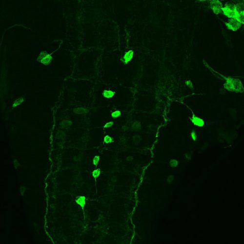 URC-Sciences Summer 1
